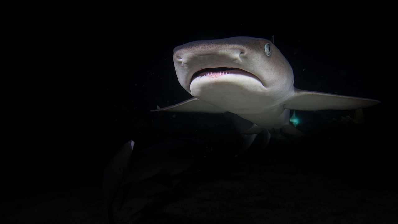 How to Reduce Your Impact in Australia’s Ningaloo Reef